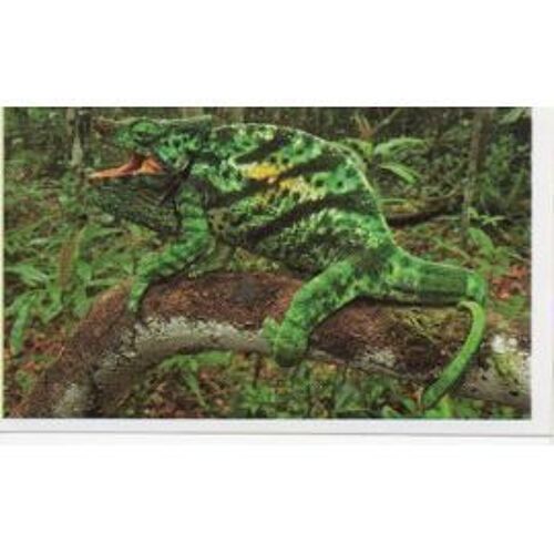Jungle Mania 122 Caméléon De Parson