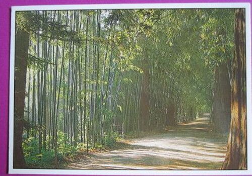 Carte Postale Affranchie : Bambouseraie De Prafrance, Anduze, 1989