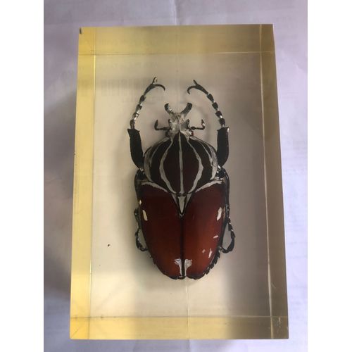 Insectes De Collection