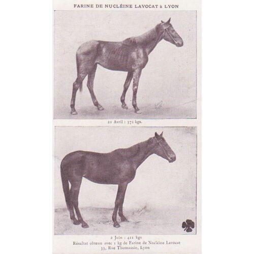 Lyon - Résultat Obtenu Sur Un Cheval. Farine De Nucléine Lavocat , 33 Rue Thomassin - Tbe - Ref 060302