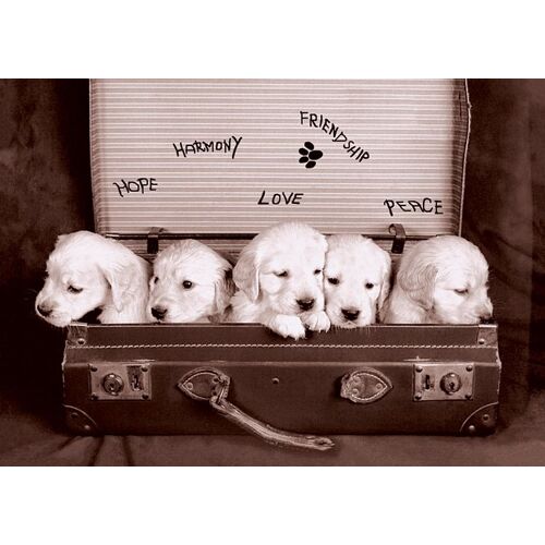 Puppies - Chien - Chiot - Affiche / Poster Envoi En Tube