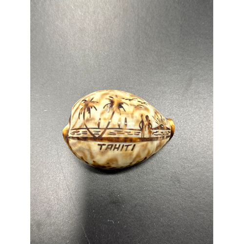 Coquillage De Tahiti 