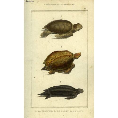 Albums De Planches De Chéloniens Ou Tortues, De Sauriens Ou Lézards, De Batraciens, D'ophidiens Ou Serpents