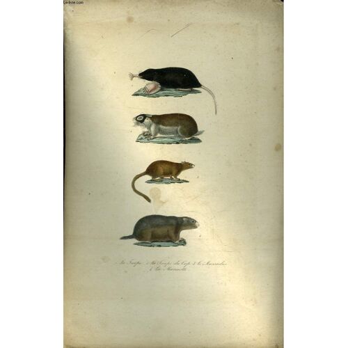 1 Gravure Couleurs - La Taupe - La Taupe Du Lap - Le Muscadier - La Marmotte