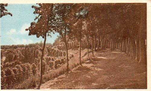 Carte Postale Ancienne N° 99 Des Editions Cap - Bernay - 27 - Eure - La Promenade Des Monts