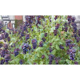 4 Graines Cerinthe Major Grand Mélinet