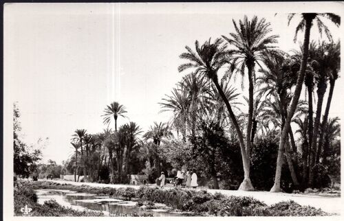 Carte Postale De Marrakech (Maroc) L'ancienne Route De Casablanca (Réf.206)