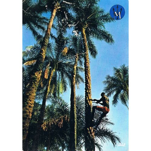 Carte Postale, Sénégal, Cap Skiring, Club Méditerranée, Cocotiers