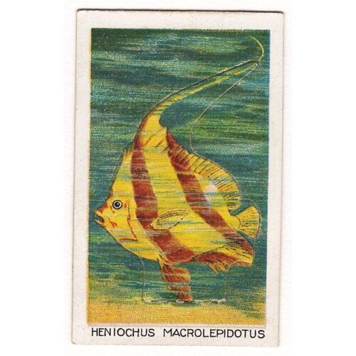 Chromo W.D & H.O. Wills - Heniochus Macrolepidotus -  N°32
