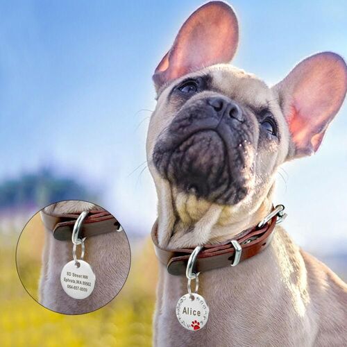 Xm Collier Pour Chien Animal De Compagnie Rond Et Personnalisé Gravé Personnalisé Nom De La Patte En Os En Acier Inoxydable Anti-Perte Nouveaux Accessoires