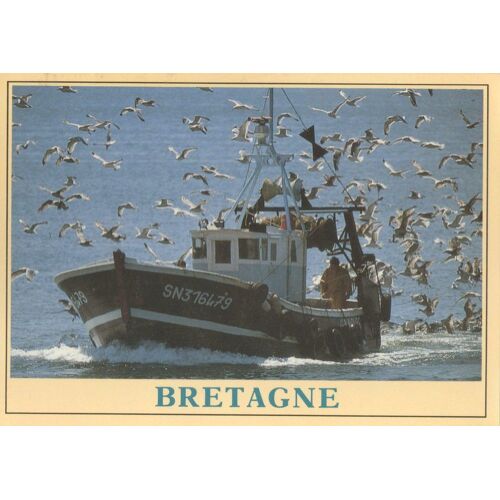 Bateau Bretagne - Retour De Pêche Mouettes