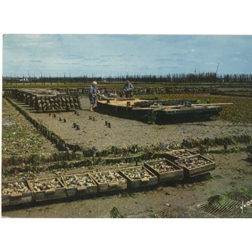 Arcachon - Elevage Huître Ostréiculture  1979