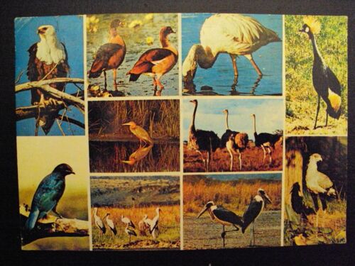 Kenya...Mombasa..Oiseaux D' Afrique..