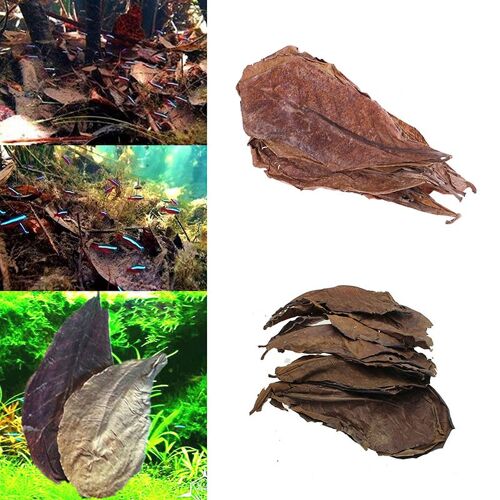 Feuille D'olive D'amande Indienne 20 Pièces Feuille D'olive Pour Aquarium Eau Pour Équilibrer Ph Acidité Feuilles Naturelles Arbre D'amande Offre Spéciale