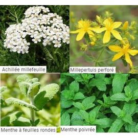 Sachet De Graines De Plantes À Infusions