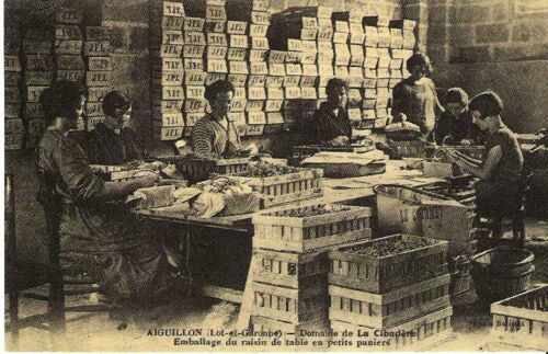 Aiguillon - Domaine De La Cibadère - Transport Du Raisin De Table Sur Baillards - 1er Choix - Ref 021 496