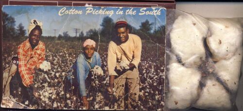 Cotton Picking In The South (Cueillette Du Coton Dans Le Sud)