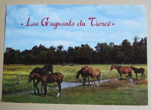 Carte Postale  Affranchie : Les Gagnants Du Tiercé, 1973