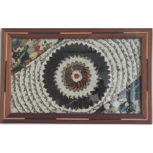 Tableau Africain En Ailes De Papillon