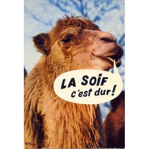 Animaux Humoristiques : Le Chameau (Ref An 65)