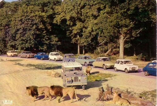 Lions En Liberté Dans La Réserve Africaine Du Château De Thoiry En Yvelines