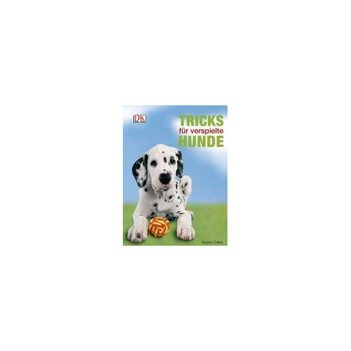 Tricks Für Verspielte Hunde