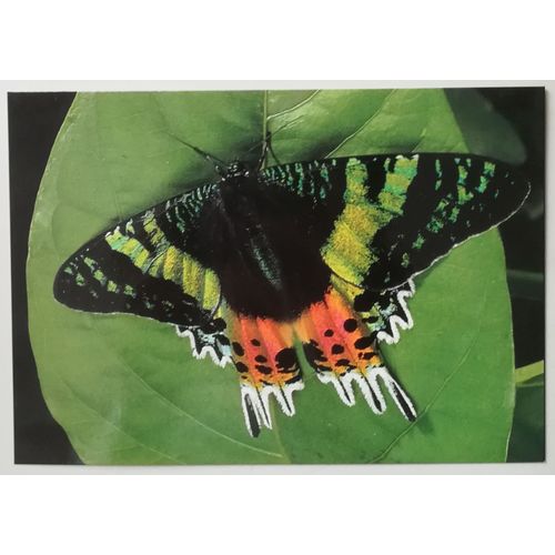 Carte Postale Papillon Urania (Chrysiridia) Riphaeus