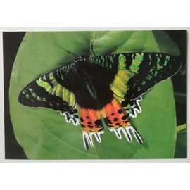 Carte Postale Papillon Urania (Chrysiridia) Riphaeus
