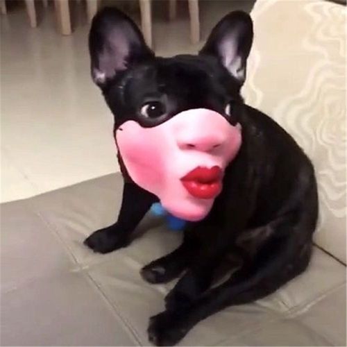 Masque Buccal Amusant 1 Pièce 2020 Offre Spéciale Mode Joli Masque Pour Chiot Chien Chat