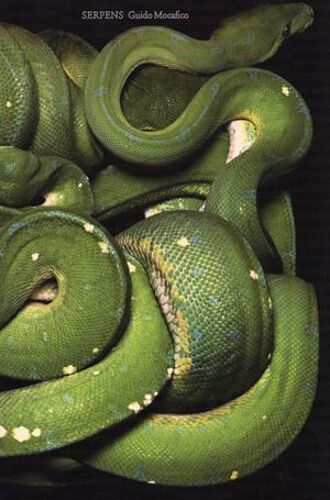 Guido Mocafico: Serpens