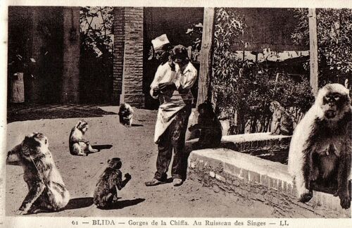 Carte Postale Ancienne, Algérie, Blida, Gorges De La Chiffa, Au Ruisseau Des Singes