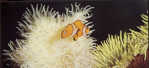 Carte Nestlé Merveille Du Monde N°305 L'amphiprion Et L'anémone De Mer