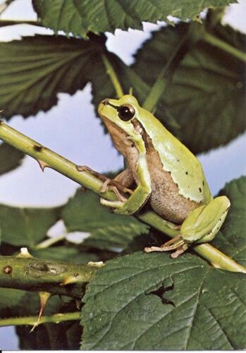 Grenouille Verte, Hyla Arborea