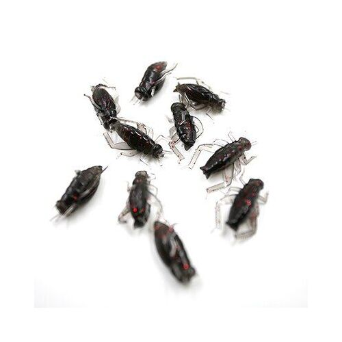 10 Pièces Appâts De Poisson Artificiels Pêche Antiparasitaire Appâts De Pêche Accessoires De Pêche Noir Doux Appâts D'insectes Cricket Leurres De Pêche