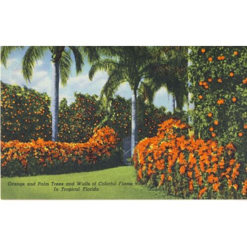 Tropical Florida : Orangers, Palmiers Et Mur De "Flame  Vine" Colorées Dans "Tropical Florida" (Ref 205f)