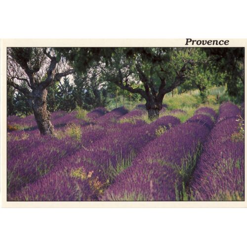 Reflets De La Provence : Lavandes (Ref 6096)