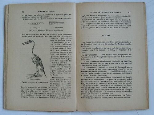 Notions De Paléontologie Animale
