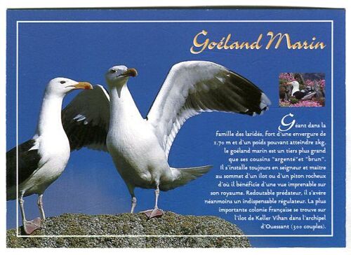 Carte Postale - Oiseaux De Mer - Couple De Goéland Marin - Ile D' Ouessant - Finistère - 29