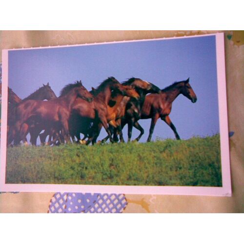 Troupeau Poneys Holsteiner Warmblut
