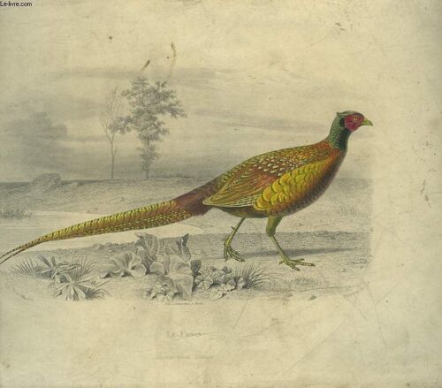 1 Gravure 19° En Couleurs - Le Faisan
