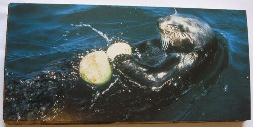 Carte Merveilles Du Monde N°499 : La Loutre De Mer