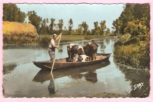 La Venise Verte - Transport De Bétail