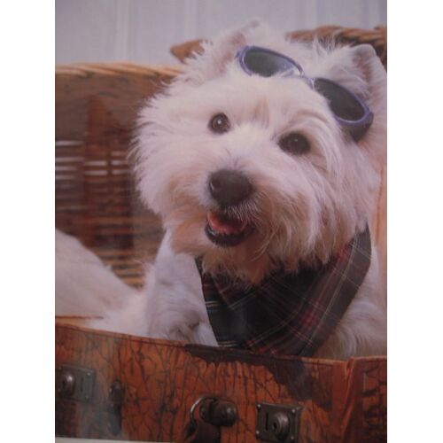 Affiche Avec Photo De Chien - 50 X 40 Cm