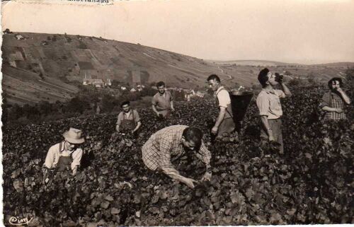 Carte Postale Chavignol - Vendanges En Sancerrois