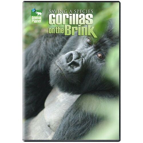 Saving A Species: Gorillas On The Brink