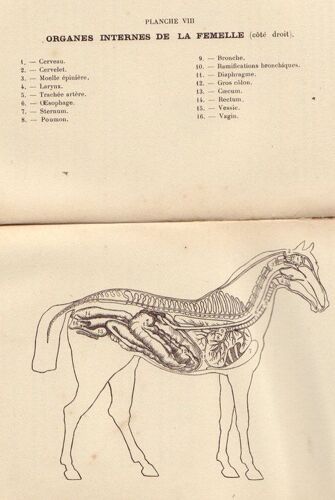 Les Soins À Donner Au Cheval, Hygiène Et Maladies