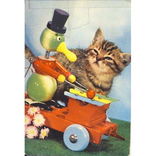 Chat À Sifflet