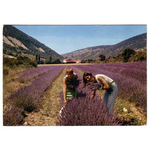 Cpsm - La Lavande -