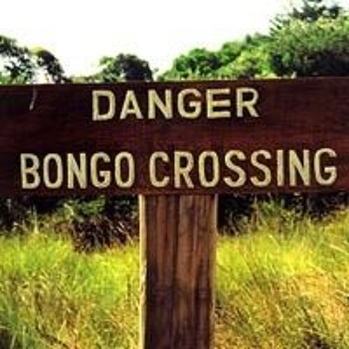 Danger Bongo Crossing