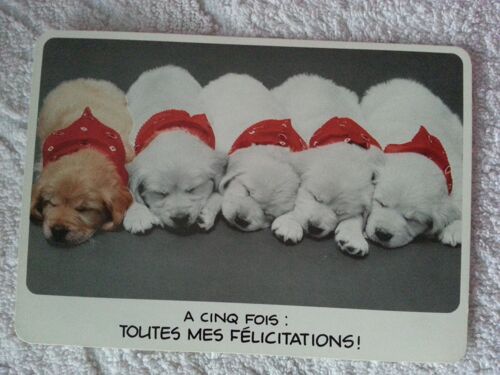 Carte Postale De Félicitations 5 Chiots Endormis Avec Bandana Rouge "A Cinq Fois : Toutes Mes Félicitations"
